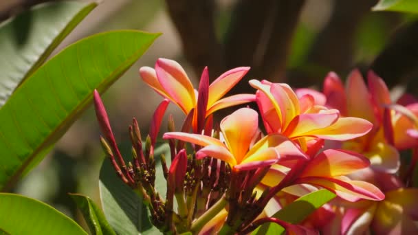 Nahaufnahme Von Leuchtend Gelben Und Rosa Frangipani Blumen Voller Blüte — Stockvideo