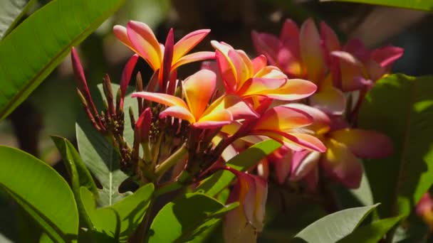 Крупним Планом Квітуча Рослина Франгіпані Приголомшливі Жовті Рожеві Квіти — стокове відео