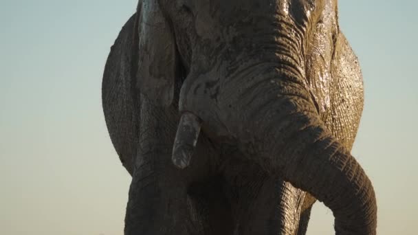 Afrika Çamurlu Fil Gövdesi Toz Üflüyor Altın Işığa Yaklaşıp Eğiliyor — Stok video