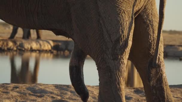 Extreme Close African Bull Elephants Dangling Penis Water Hole — Video Stock