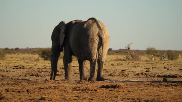 Elefante Africano Adulto Bagno Polvere Savana Secca Iniezione Statica — Video Stock