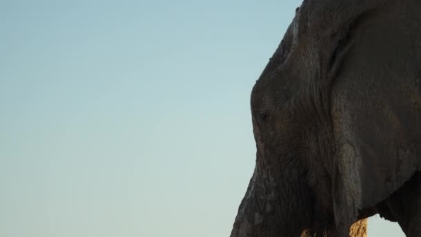 Nahaufnahme Afrikanischer Elefant Mit Rüssel Wasserloch Pfanne Runter Goldene Stunde — Stockvideo