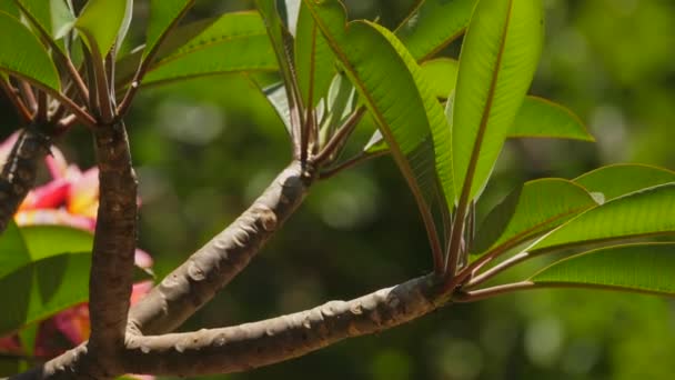 Sluiten Van Frangipani Bladeren Stengels Waait Zachte Wind — Stockvideo