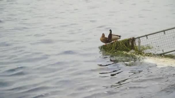 Cheddar Somerset Verenigd Koninkrijk December 2019 Verschillende Soorten Wilde Watervogels — Stockvideo