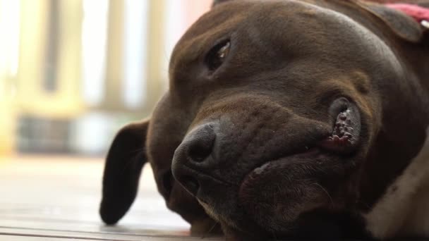 Βαρετός Αμερικανός Staffy Pet Μαύρο Σκούρο Καφέ Σκυλί Ξαπλωμένος Στην — Αρχείο Βίντεο