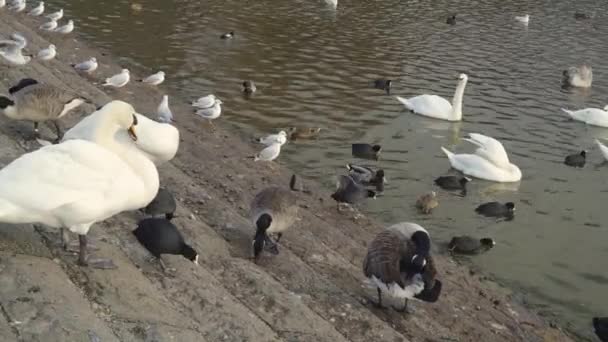 Chew Valley Somerset Verenigd Koninkrijk December 2019 Voetvogels Fulica Rallidae — Stockvideo