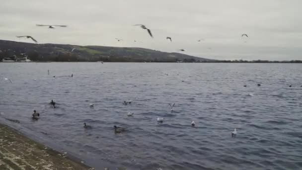 チェダー ソマーセット イギリス 2019年12月26日 チェダー貯水池のさまざまな野生の水鳥 — ストック動画