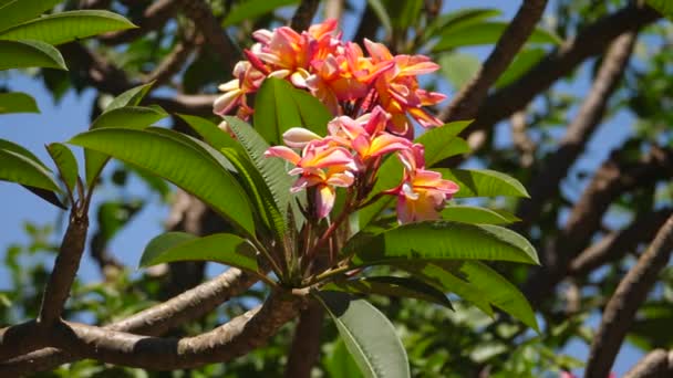 Közelkép Finom Serpenyőben Gyönyörű Frangipani Néven Ismert Plumeria — Stock videók