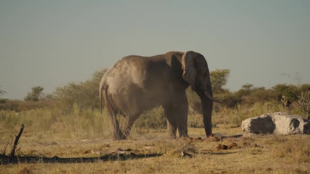 Грязный Слон Стоящий Выдувающий Грязь Себя Замедленной Съемке — стоковое видео