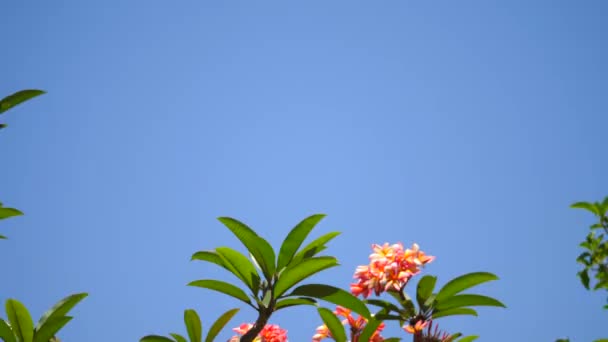 Panorering Toppen Vacker Frangipani Träd Klar Ljus Dag — Stockvideo