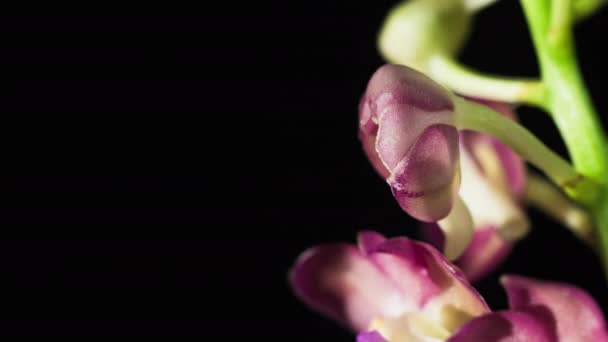 Ascocenda Orchidee Bloeiend Gedetailleerde Macro Close Met Kopieerruimte — Stockvideo