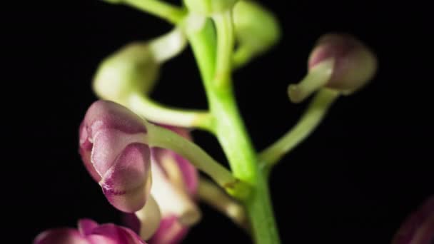 Ascocenda Część Rodziny Vanda Orchid Kwitnące Szczegółowe Makro Zbliżenie Czarnym — Wideo stockowe