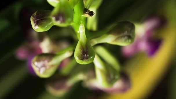 Ascocenda Orchideeënknoppen Wiebelend Draaiend Voor Bloei Macro Close Van Bovenaf — Stockvideo