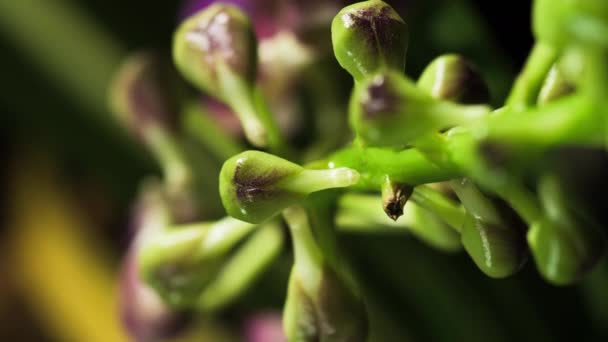Ascocenda Orchideabimbók Ingadoznak Virágzás Előtt Függőlegesen — Stock videók