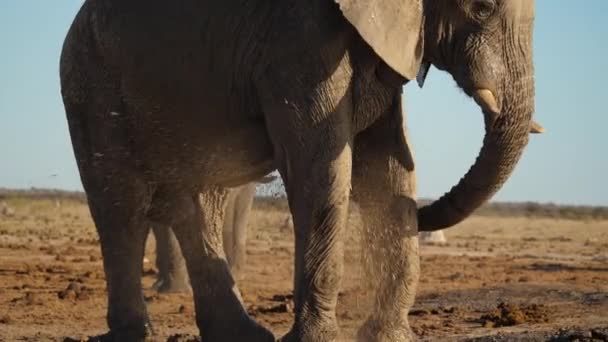 Großaufnahme Eines Elefanten Der Mit Dem Rüssel Wasser Spritzt Handheld — Stockvideo