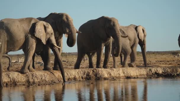 Elephant Herd Drink Water Lake Sunny Day Static — Stock Video