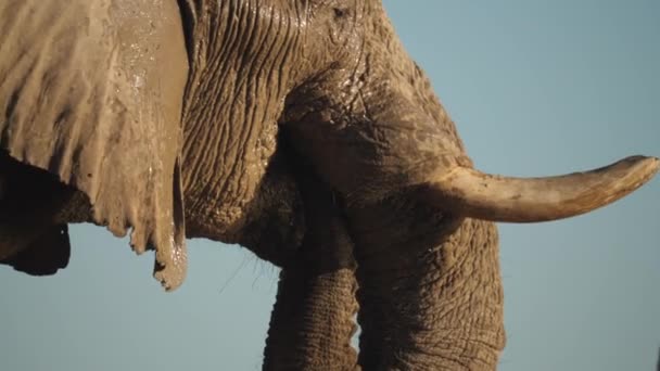 Close Elephant Drinking Water Puddle Handheld Tilt — Stock Video