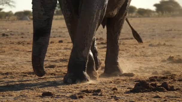 Слоновьи Ноги Идут Луже Tracking Shot Low Pov — стоковое видео