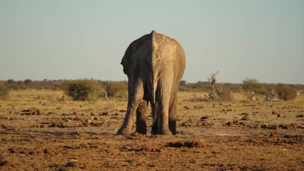 Back View Lonely Elephant Throwing Itself Dirt Jackal Background Static — Stock Video