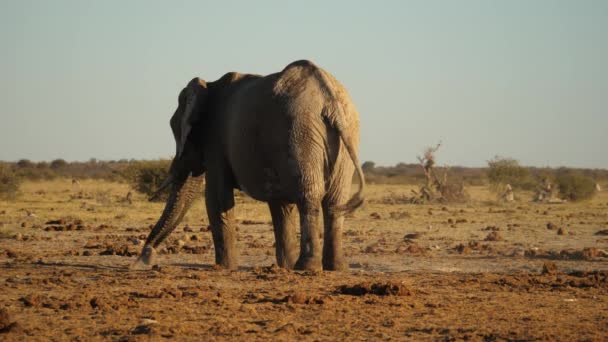 Lonely Elephant Throws Himself Dirt Cool Static — Stock Video