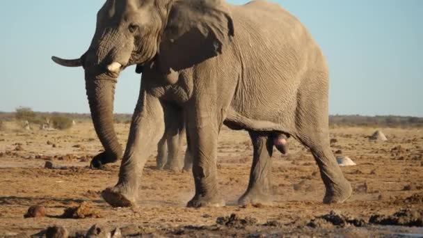 Adult Male Elephant Walks Wild Camera Tracking Shot — Stock Video