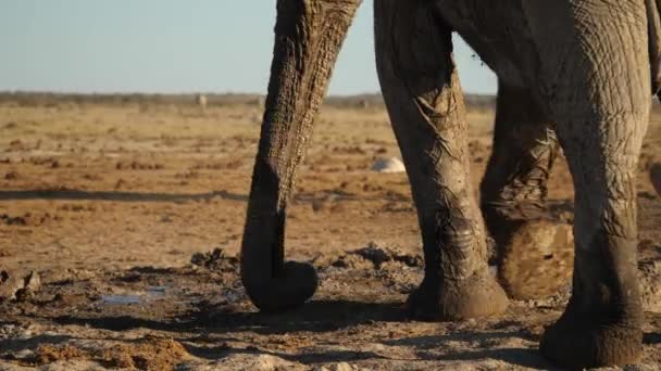Vista Posterior Patas Elefante Fangoso Tronco Lanza Baño Barro Mano — Vídeos de Stock