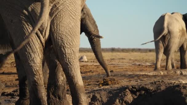 Close Elephants Walking Puddle Pan Right Low Pov — Stock Video