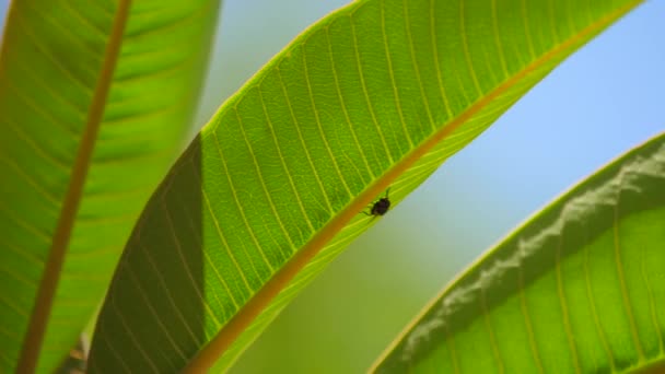 Flyg Ett Frangipani Löv Pan Höger Luta Upp Grunt Fokus — Stockvideo