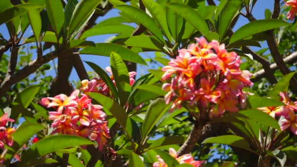 Feche Cachos Flores Frangipani Árvore Estática Foco Cremalheira — Vídeo de Stock