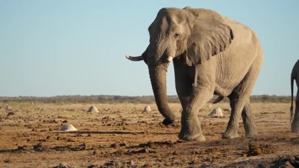 Savannah Arbusto Elefante Caminhar Lentamente Direita Para Esquerda África Sul — Vídeo de Stock