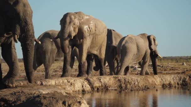 Savannah Buske Elefant Dricka Vatten Skaka Huvudet Vid Floden Medan — Stockvideo