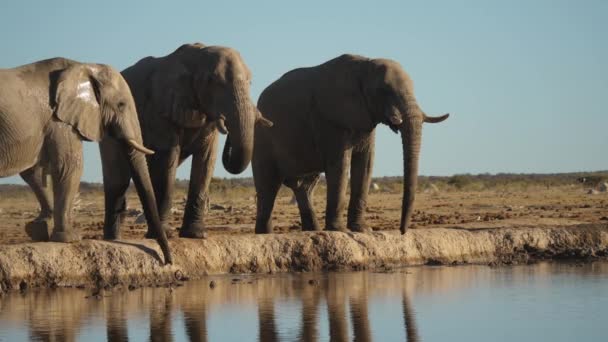 Drie Savanne Olifanten Drinken Water Met Stam Door Rivier Heldere — Stockvideo