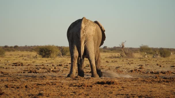 非洲萨凡纳 布什大象的背景图随着沙尘暴冷却下来 — 图库视频影像