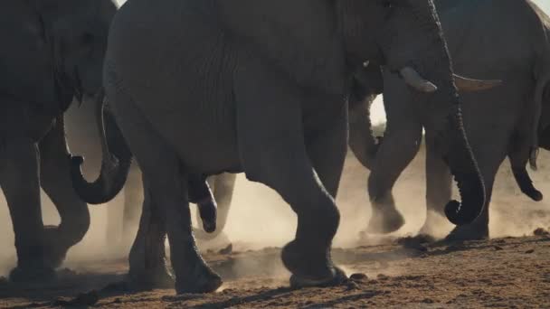 Stádo Savannah Sloní Chůze Zvedající Prach Dramatická Scéna Afrika — Stock video