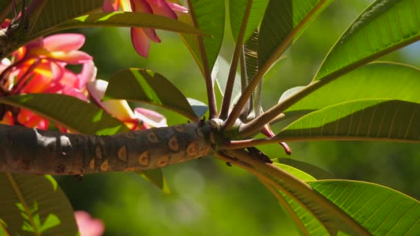 Exótica Rama Frangipani Plumeria Hojas Verdes Translúcidas Luz Del Sol — Vídeos de Stock