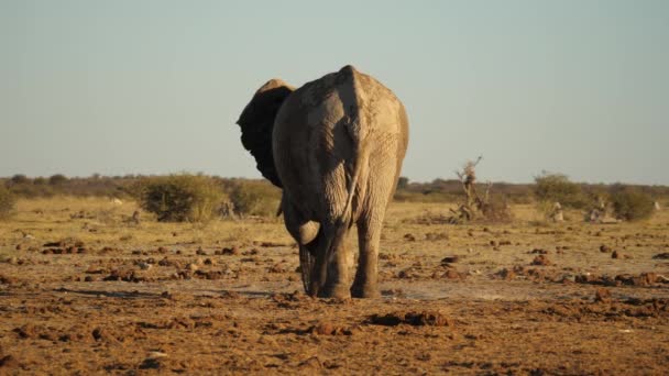 Single Savannah Bush Elephant South Africa Covers Himself Dirt — Stock Video