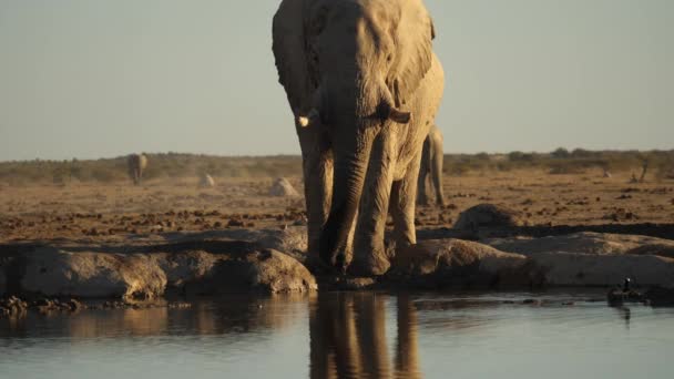 Frente Tiro Completo Uma Savana Arbusto Elefante Água Potável Por — Vídeo de Stock