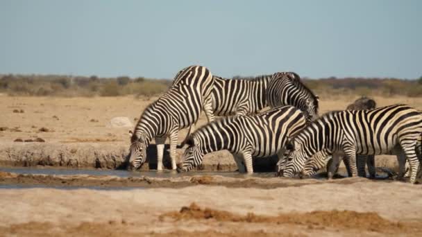 Herd Zebra Gather Small Watering Hole Nxai Pan National Park — Stock Video