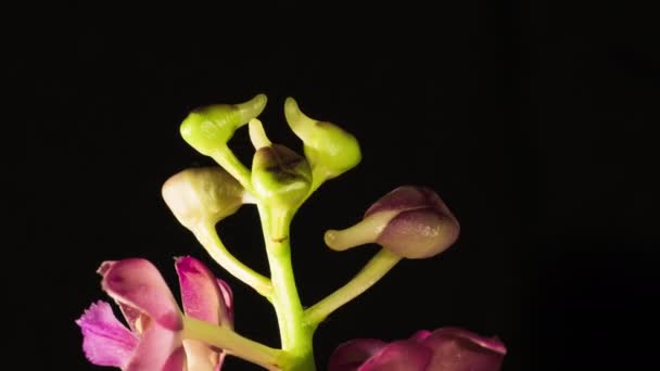 Ascocenda Parte Familia Vanda Orchid Florecimiento Macro Detallado Cerca — Vídeos de Stock