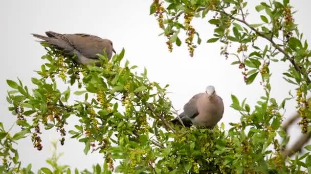 Bir Çift Sevimli Çekici Halka Boyunlu Güvercin Searsia Pyroides Ağacına — Stok video
