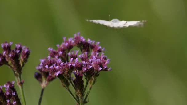 Gros Plan Papillon Blanc Nervure Brune Blanc Pionnier Assis Sur — Video