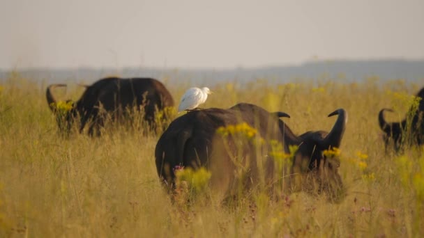 Panoramabild Nötkreatur Egret Sitter Ovanpå Hane Cape Buffalo Avslöjar Deras — Stockvideo