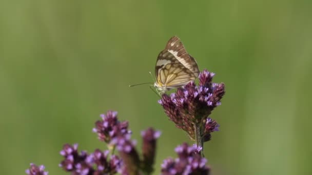 Een Elegante Bruin Veined White Pioneer White Caper White Butterfly — Stockvideo