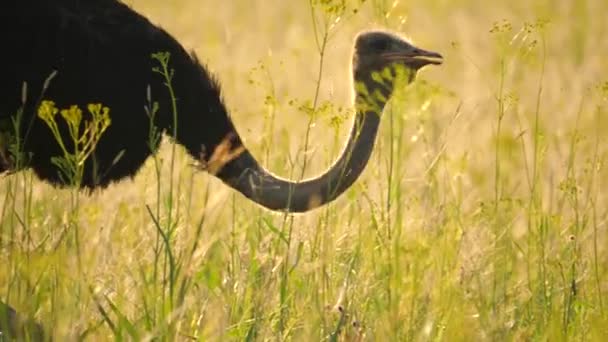 Close Profiel Van Struisvogel Wandelen Door Grasveld Eet Gras Zaden — Stockvideo