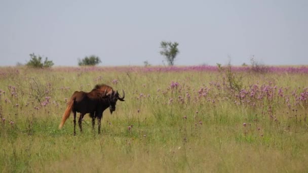 Κοντινό Πλάνο Προβολή Προφίλ Του Απομονωμένου Black Wildebeest Gnu Στέκεται — Αρχείο Βίντεο