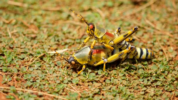 Zarif Grasshopper Yakın Dur Yerde Biri Diğerinin Üstünde Alt Biri — Stok video