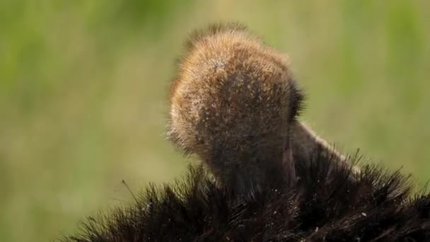 Close Cabeça Avestruz Limpando Suas Penas Campo Africano Selvagem Foco — Vídeo de Stock
