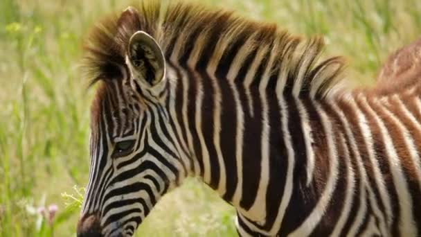 Slow Motion Close Profiel Van Baby Zebra Eten Gras Krijgt — Stockvideo