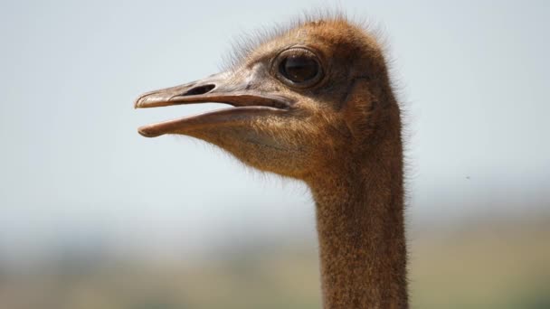 Close Van Struisvogelkop Vogel Draait Langzaam Van Profiel Naar Portret — Stockvideo