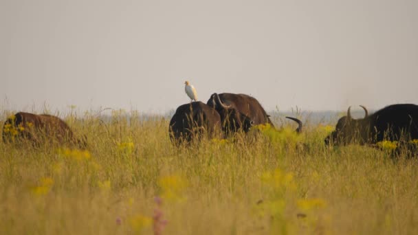 Egret Gado Sentado Parte Trás Cabo Buffalo Cinco Buffalo Pastam — Vídeo de Stock